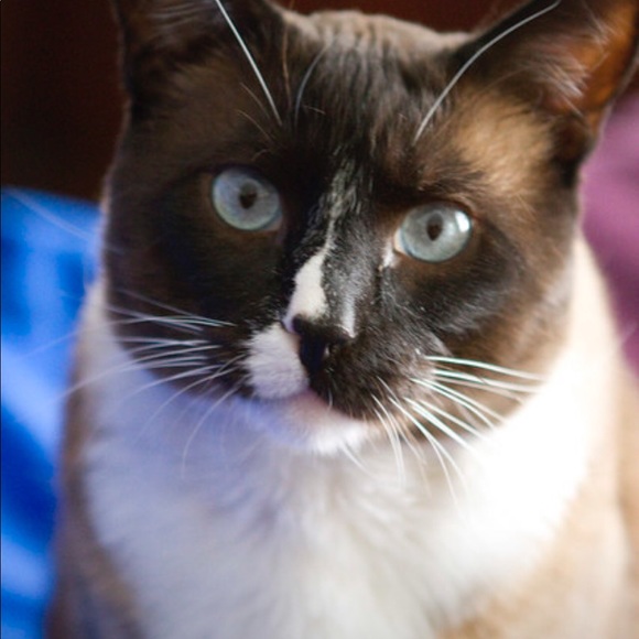 Meet your Posher, Toni - Picture 1 of 1